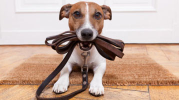 Disposal of Dog Waste